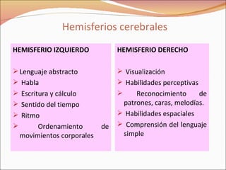 Hemisferios cerebrales HEMISFERIO IZQUIERDO Lenguaje abstracto Habla Escritura y cálculo  Sentido del tiempo Ritmo Ordenamiento de movimientos corporales HEMISFERIO DERECHO Visualización Habilidades perceptivas Reconocimiento de patrones, caras, melodías. Habilidades espaciales Comprensión del lenguaje simple 