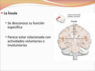 La Ínsula Se desconoce su función específica Parece estar relacionada con actividades voluntarias e involuntarias 