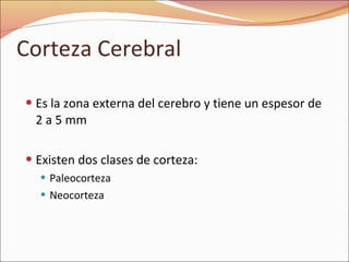 Corteza Cerebral Es la zona externa del cerebro y tiene un espesor de 2 a 5 mm Existen dos clases de corteza: Paleocorteza Neocorteza  