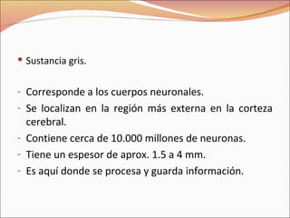 Sustancia gris. Corresponde a los cuerpos neuronales. Se localizan en la región más externa en la corteza cerebral. Contiene cerca de 10.000 millones de neuronas. Tiene un espesor de aprox. 1.5 a 4 mm. Es aquí donde se procesa y guarda información. 