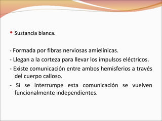 Sustancia blanca. -  Formada por fibras nerviosas amielínicas. - Llegan a la corteza para llevar los impulsos eléctricos. - Existe comunicación entre ambos hemisferios a través del cuerpo calloso. - Si se interrumpe esta comunicación se vuelven funcionalmente independientes. 