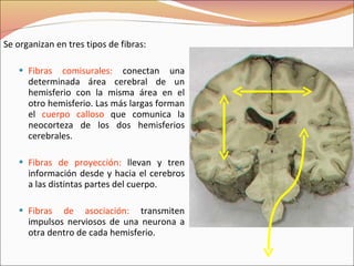Se organizan en tres tipos de fibras: Fibras comisurales:  conectan una determinada área cerebral de un hemisferio con la misma área en el otro hemisferio. Las más largas forman el  cuerpo calloso  que comunica la neocorteza de los dos hemisferios cerebrales. Fibras de proyección:  llevan y tren información desde y hacia el cerebros a las distintas partes del cuerpo. Fibras de asociación:  transmiten impulsos nerviosos de una neurona a otra dentro de cada hemisferio. 