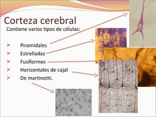 Corteza cerebral Contiene varios tipos de células: Piramidales Estrelladas Fusiformes Horizontales de cajal De martinotti. 