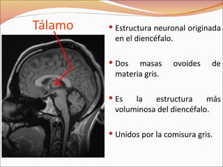 Estructura neuronal originada en el diencéfalo. Dos masas ovoides de materia gris.  Es la estructura más voluminosa del diencéfalo. Unidos por la comisura gris. 