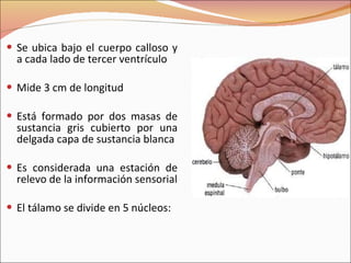 Se ubica bajo el cuerpo calloso y a cada lado de tercer ventrículo Mide 3 cm de longitud Está formado por dos masas de sustancia gris cubierto por una delgada capa de sustancia blanca Es considerada una estación de relevo de la información sensorial El tálamo se divide en 5 núcleos: 
