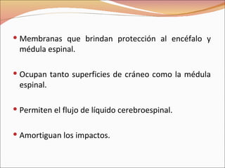 Membranas que brindan protección al encéfalo y médula espinal. Ocupan tanto superficies de cráneo como la médula espinal. Permiten el flujo de líquido cerebroespinal. Amortiguan los impactos. 