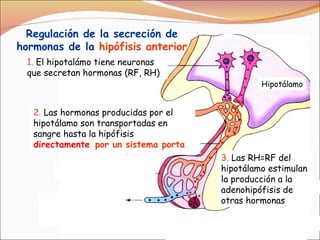 Regulación de la secreción de hormonas de la  hipófisis anterior 1.  El hipotalámo tiene neuronas que secretan hormonas (RF, RH) 2.  Las hormonas producidas por el hipotálamo son transportadas en sangre hasta la hipófisis   directamente   por un sistema porta 3.  Las RH=RF del hipotálamo estimulan la producción a la adenohipófisis de otras hormonas  Hipotálamo Hipotálamo 