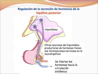 Otras neuronas del hipotalámo productoras de hormonas tienen sus terminaciones nerviosas en la neurohipófisis Regulación de la secreción de hormonas de la  hipófisis posterior Se liberan las hormonas hacia la circulación sistémica Hipotálamo 