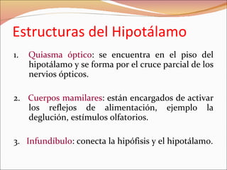 Estructuras del Hipotálamo 1.  Quiasma óptico : se encuentra en el piso del hipotálamo y se forma por el cruce parcial de los nervios ópticos. 2.  Cuerpos mamilares : están encargados de activar los reflejos de alimentación, ejemplo la deglución, estímulos olfatorios. 3.  Infundíbulo : conecta la hipófisis y el hipotálamo. 