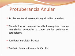 Protuberancia Anular Se ubica entre el mesencéfalo y el bulbo raquídeo. Tiene la función de conectar el bulbo raquídeo con los hemisferios cerebrales a través de los pedúnculos cerebelosos. Son fibras nerviosas blancas También llamada Puente de Varolio 