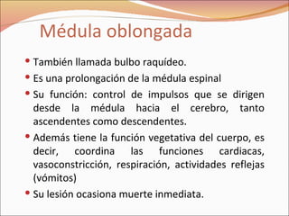 Médula oblongada También llamada bulbo raquídeo. Es una prolongación de la médula espinal Su función: control de impulsos que se dirigen desde la médula hacia el cerebro, tanto ascendentes como descendentes. Además tiene la función vegetativa del cuerpo, es decir, coordina las funciones cardiacas, vasoconstricción, respiración, actividades reflejas (vómitos) Su lesión ocasiona muerte inmediata. 