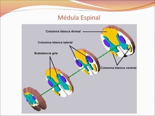 Médula Espinal 