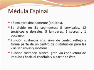 Médula Espinal 45 cm aproximadamente (adultos). Se divide en 31 segmentos: 8 cervicales, 12 torácicos o dorsales, 5 lumbares, 5 sacros y 1 coccígeo. Función sustancia gris: sirve de centro reflejo y forma parte de un centro de distribución para las vías sensitivas y motoras. Función sustancia blanca: gran vía conductora de impulsos hacia el encéfalo y a partir de éste. 