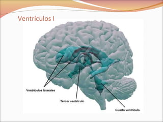 Ventrículos I 