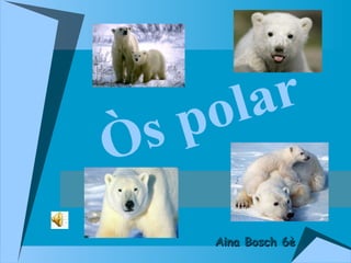 Òs polar Aina Bosch 6è 