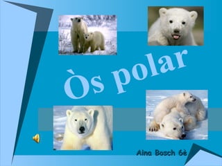 Òs polar Aina Bosch 6è 