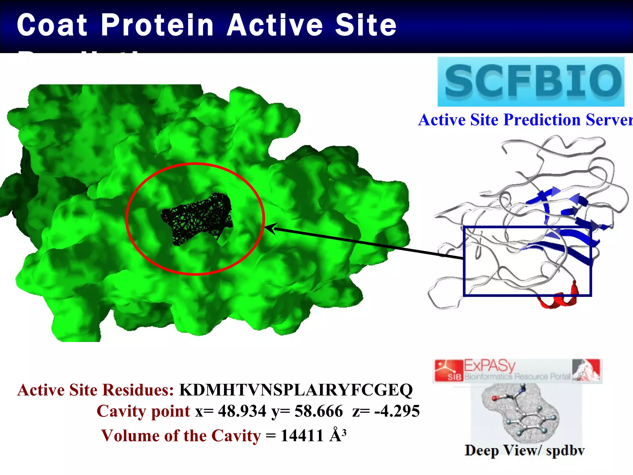 Coat Protein Active Site Prediction Active Site Prediction Server Active Site Residues:  KDMHTVNSPLAIRYFCGEQ  Cavity point  x= 48.934 y= 58.666  z= -4.295  Volume of the Cavity  = 14411  Å 3 
