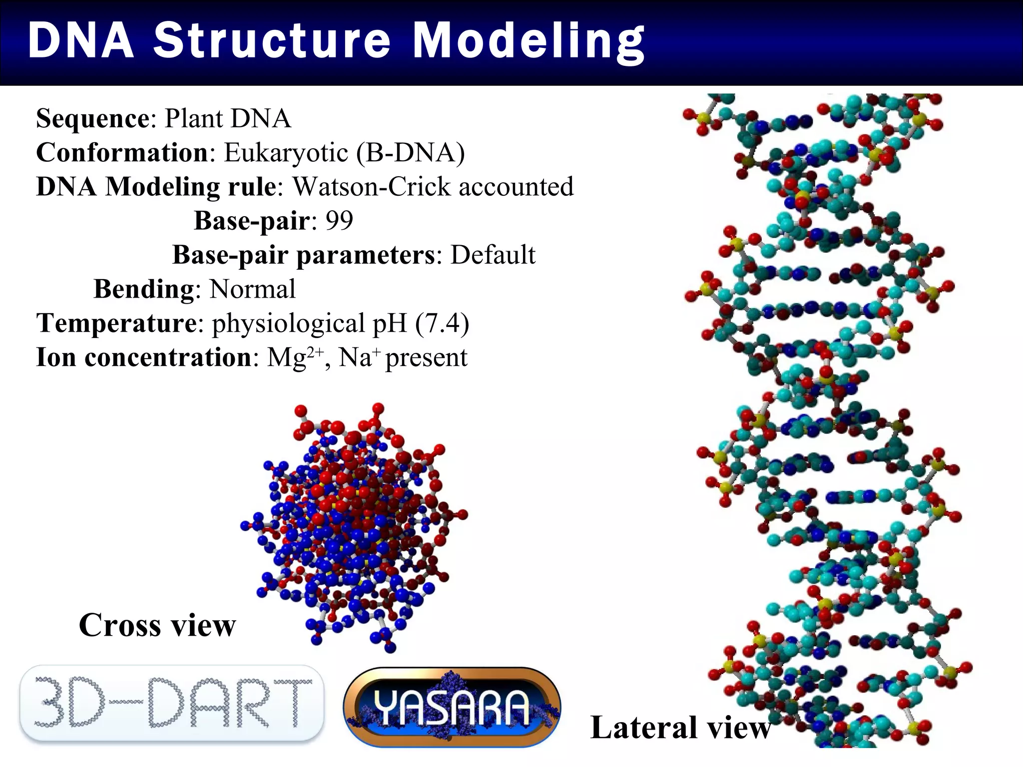 DNA Structure Modeling Sequence : Plant DNA  Conformation : Eukaryotic (B-DNA)  DNA Modeling rule : Watson-Crick accounted  Base-pair : 99  Base-pair parameters : Default  Bending : Normal  Temperature : physiological pH (7.4)  Ion concentration : Mg 2+ , Na +  present Cross view Lateral view 