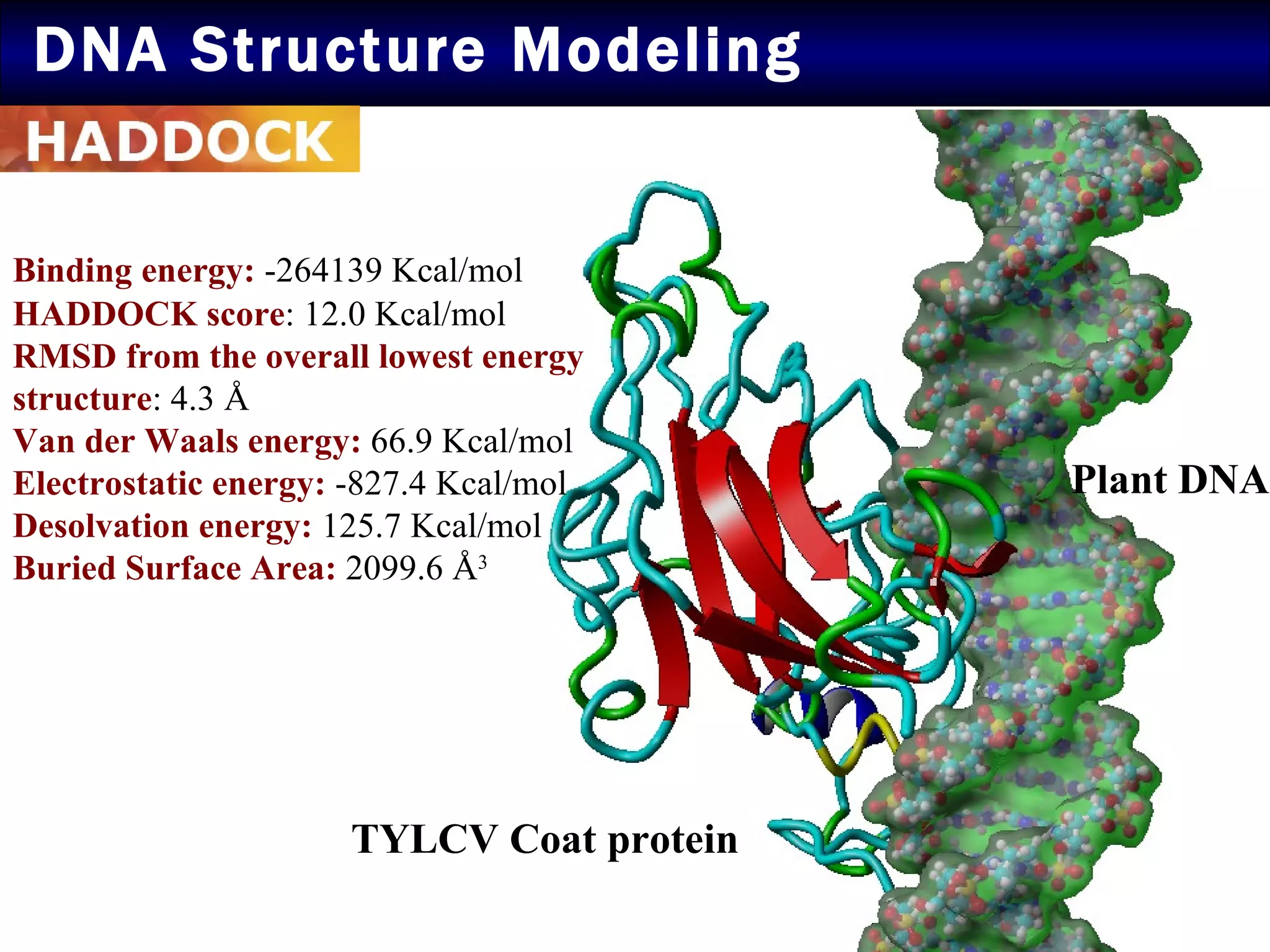 DNA Structure Modeling Plant DNA TYLCV Coat protein Binding energy:  -264139 Kcal/mol   HADDOCK score : 12.0 Kcal/mol RMSD from the overall lowest energy structure : 4.3 Å Van der Waals energy:  66.9 Kcal/mol Electrostatic energy:  -827.4 Kcal/mol Desolvation energy:  125.7 Kcal/mol  Buried Surface Area:  2099.6  Å 3 