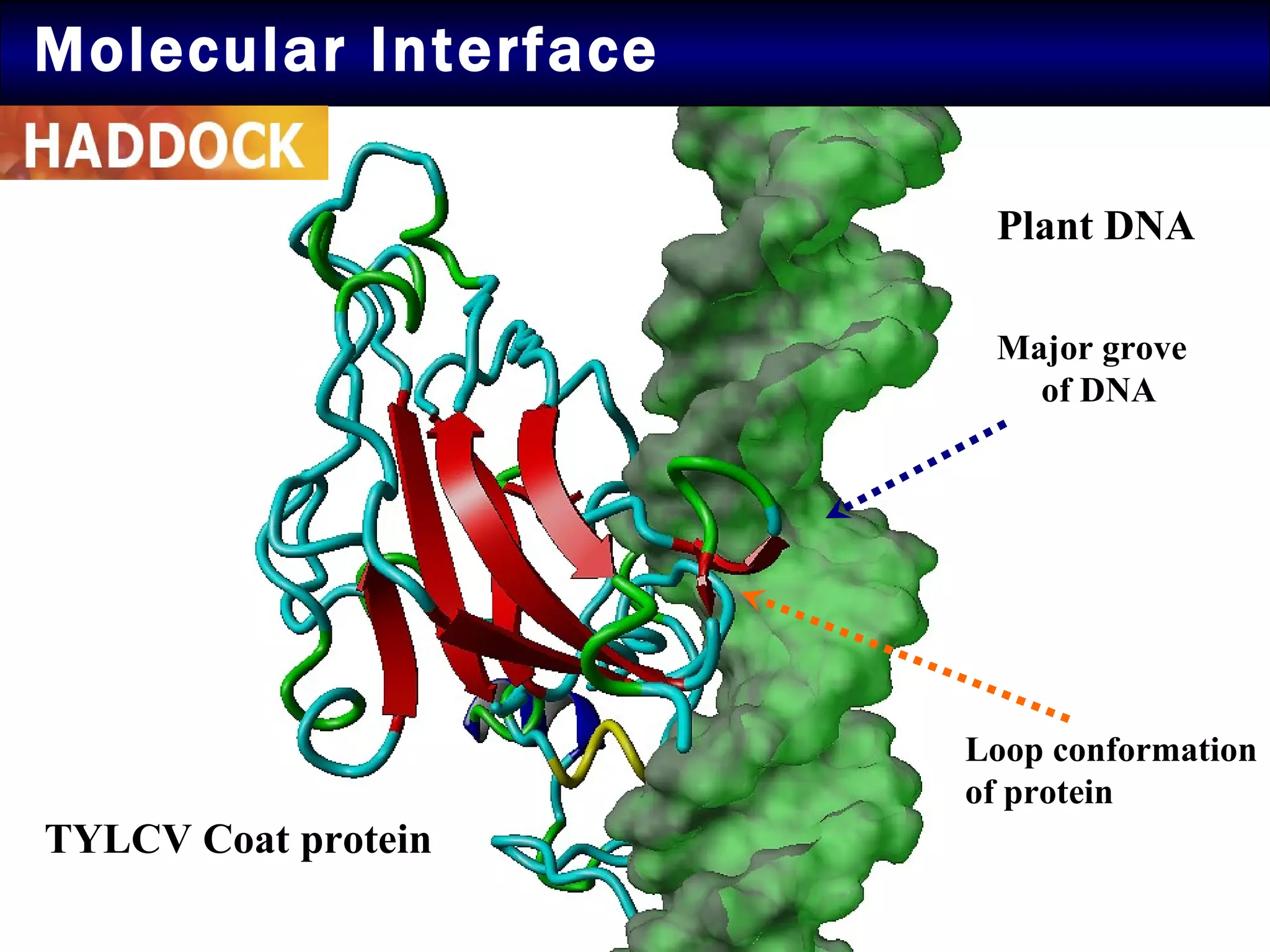 Molecular Interface Plant DNA TYLCV Coat protein Major grove  of DNA Loop conformation of protein 