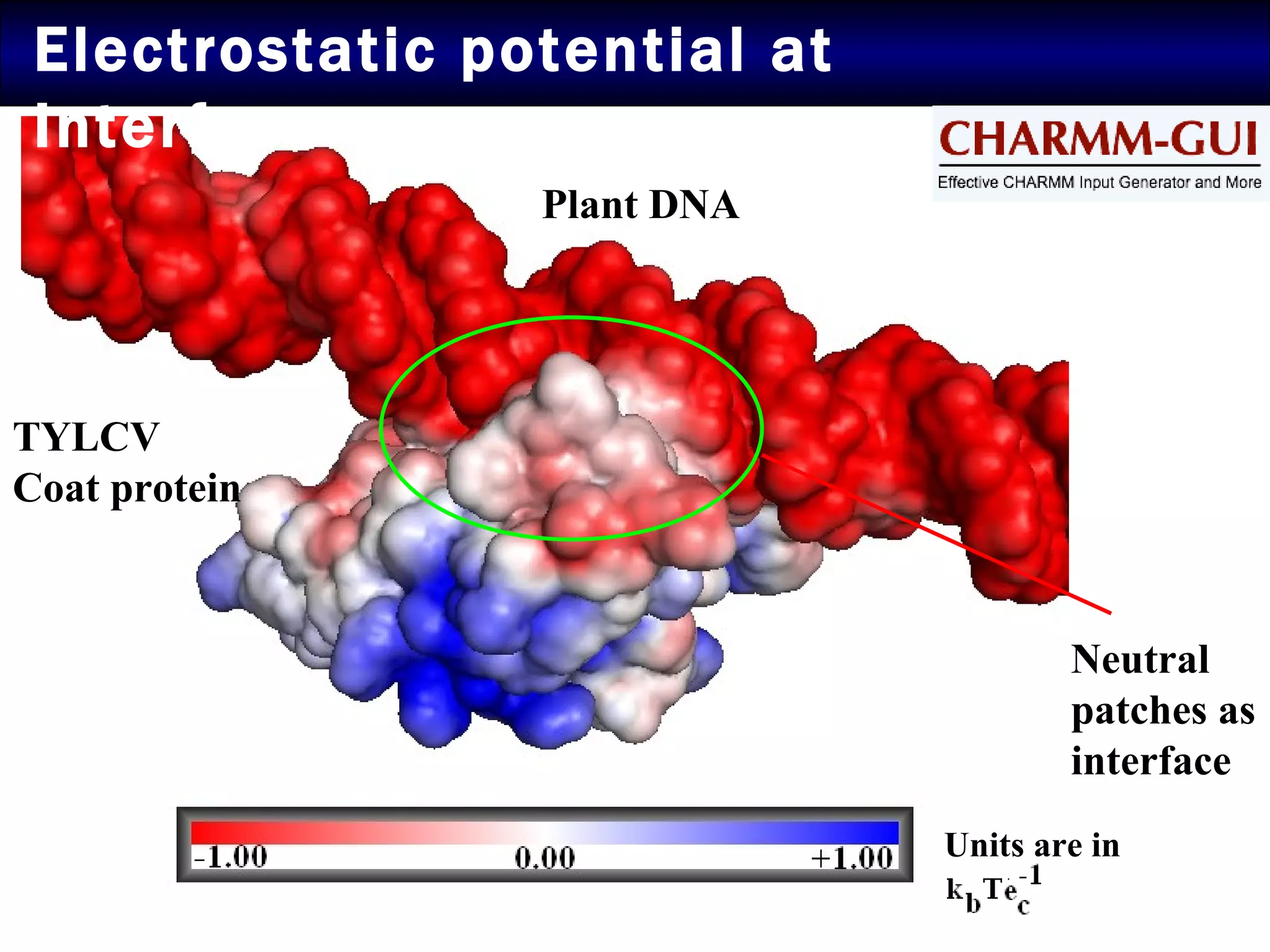 Electrostatic potential at Interface Units are in Plant DNA TYLCV Coat protein Neutral patches as interface 