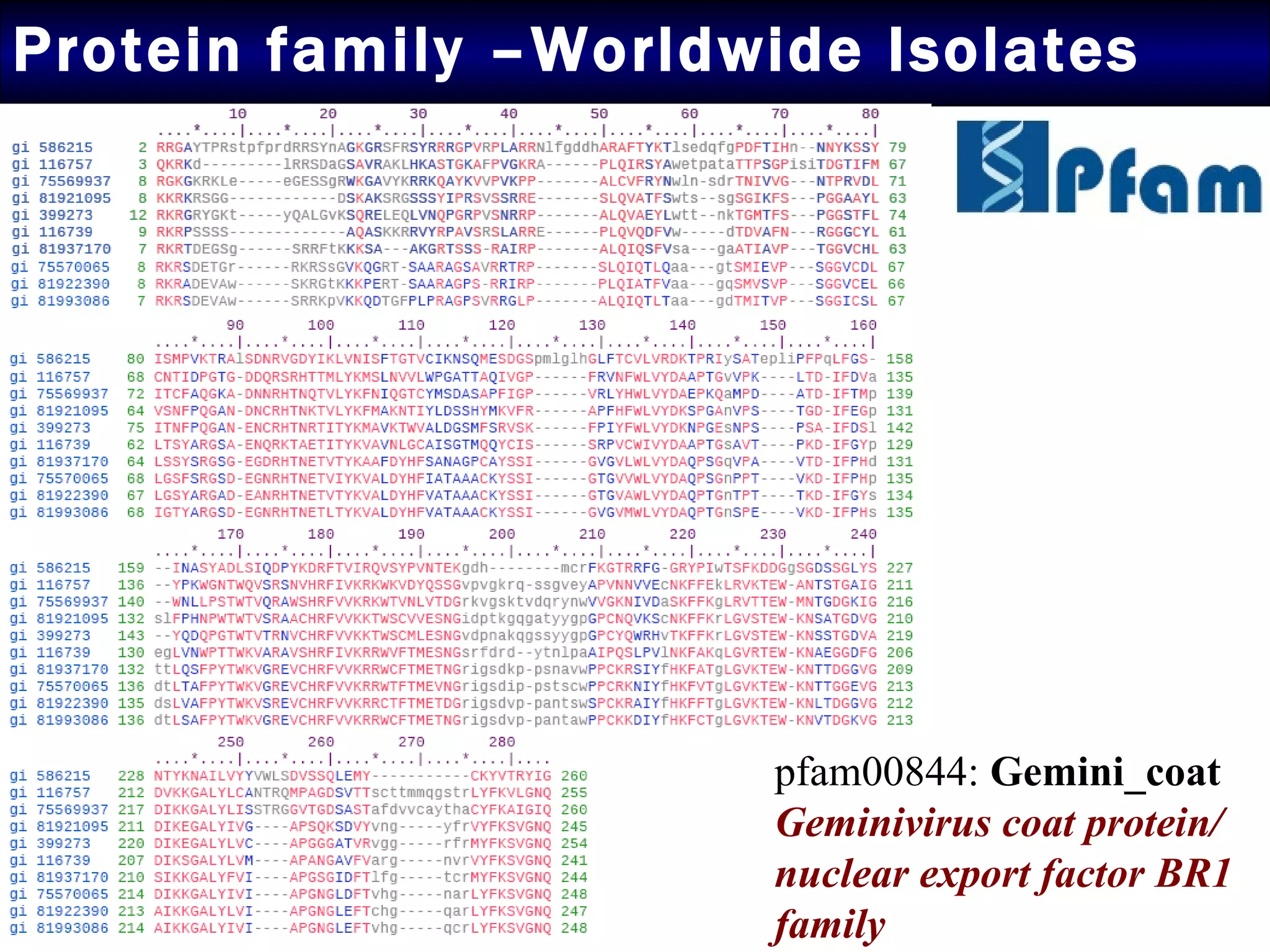 Protein family –Worldwide Isolates  pfam00844:  Gemini_coat  Geminivirus coat protein/ nuclear export factor BR1 family 