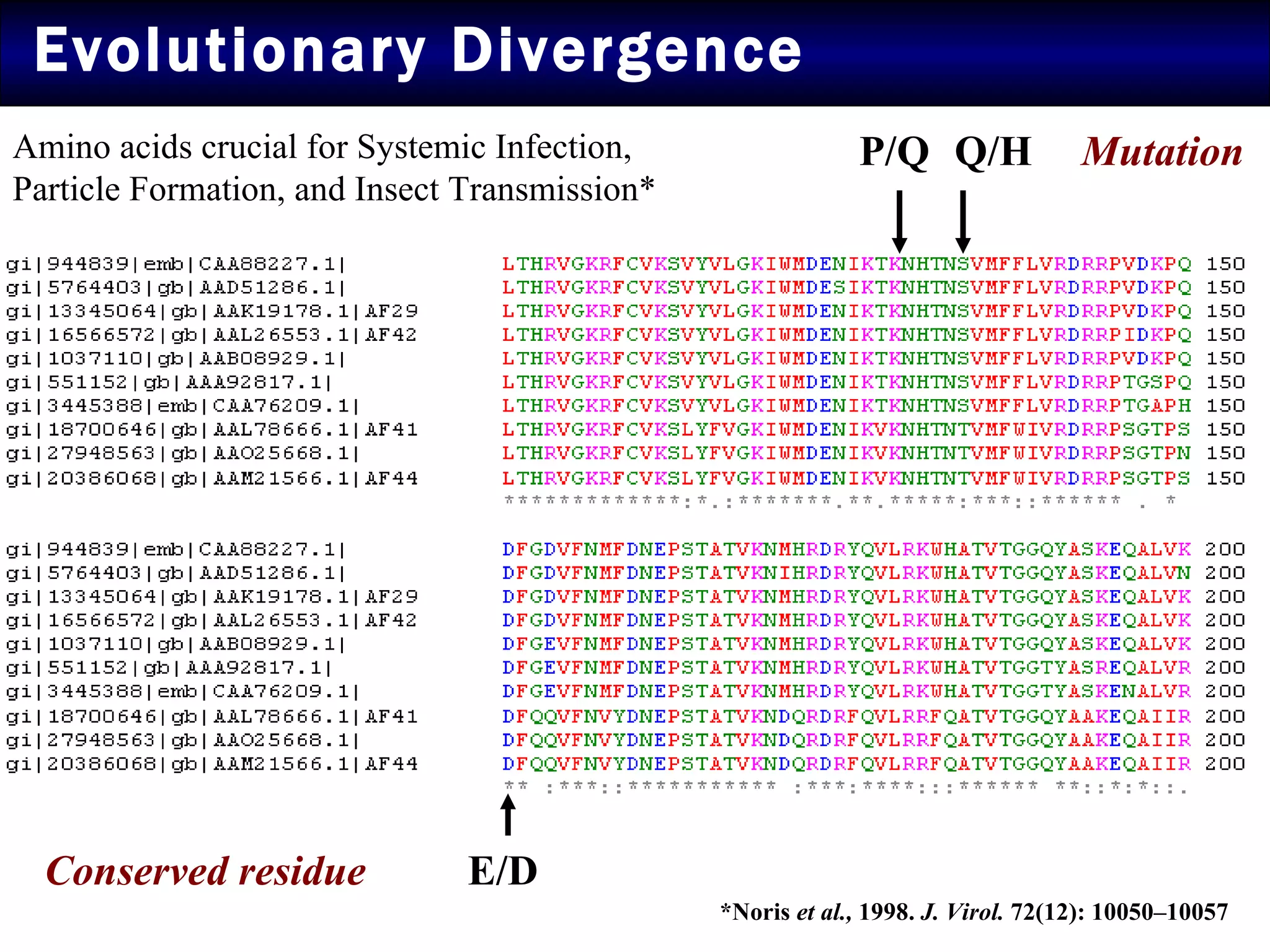 Evolutionary Divergence P/Q Q/H E/D Mutation Conserved residue Amino acids crucial for Systemic Infection, Particle Formation, and Insect Transmission* *Noris  et al.,  1998.  J. Virol.  72(12): 10050–10057 
