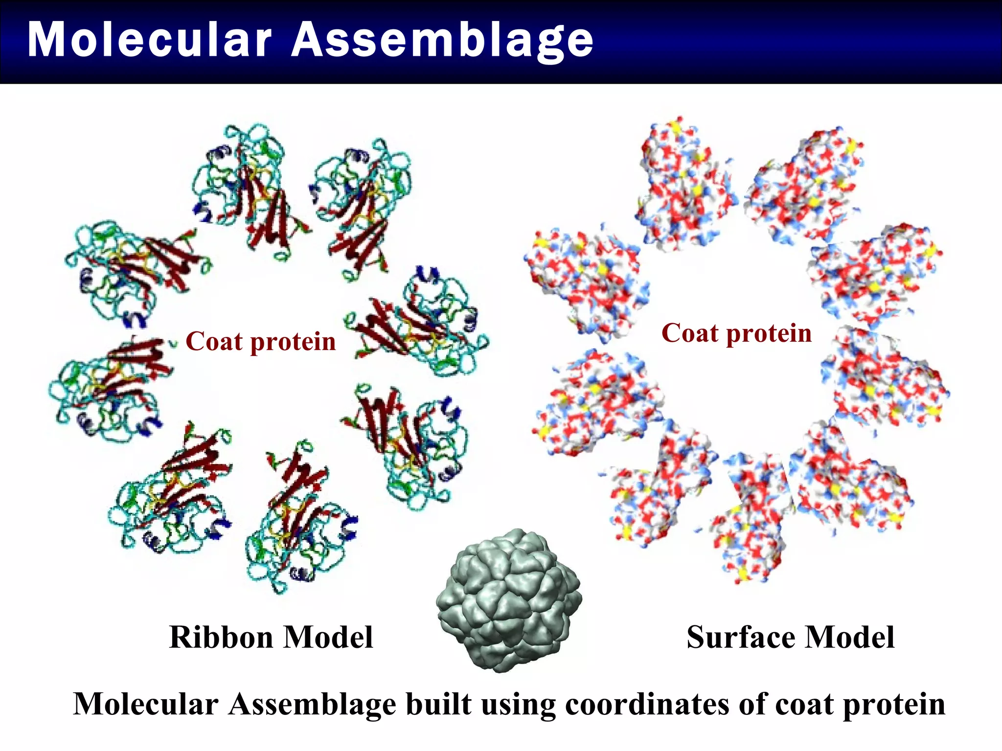 Molecular Assemblage Molecular Assemblage built using coordinates of coat protein Coat protein Coat protein Ribbon Model Surface Model 