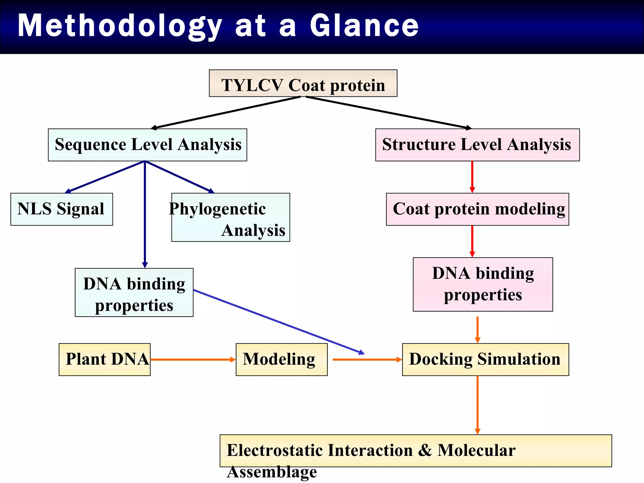 Methodology at a Glance TYLCV Coat protein Sequence Level Analysis NLS Signal Phylogenetic  Analysis DNA binding properties Structure Level Analysis DNA binding properties Coat protein modeling Plant DNA Modeling Docking Simulation Electrostatic Interaction & Molecular Assemblage 