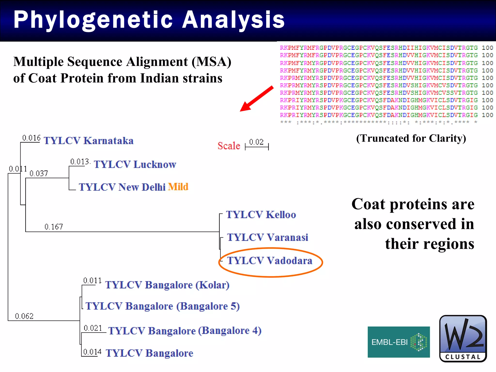 Phylogenetic Analysis  (Truncated for Clarity) Multiple Sequence Alignment (MSA)  of Coat Protein from Indian strains Coat proteins are also conserved in their regions 