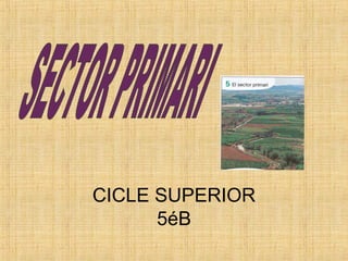 CICLE SUPERIOR 5éB SECTOR PRIMARI 