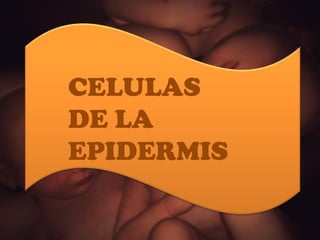 CELULAS  DE LA  EPIDERMIS 
