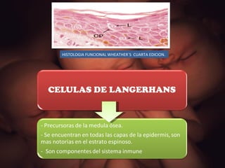HISTOLOGIA FUNCIONAL WHEATHER`S  CUARTA EDICION. 