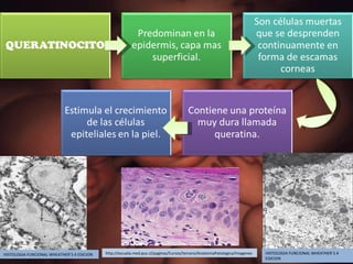 http://escuela.med.puc.cl/paginas/Cursos/tercero/AnatomiaPatologica/Imagenes HISTOLOGIA FUNCIONAL WHEATHER`S 4 EDICION HISTOLOGIA FUNCIONAL WHEATHER`S 4 EDICION 