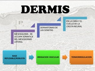 DERMIS 