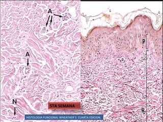 HISTOLOGIA FUNCIONAL WHEATHER`S  CUARTA EDICION. 5TA SEMANA 