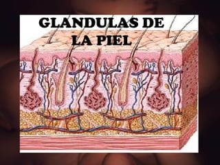 GLANDULAS DE LA PIEL 