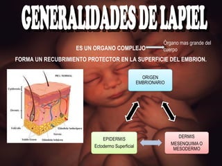 GENERALIDADES DE LAPIEL ES UN ORGANO COMPLEJO FORMA UN RECUBRIMIENTO PROTECTOR EN LA SUPERFICIE DEL EMBRION. Órgano mas grande del cuerpo 
