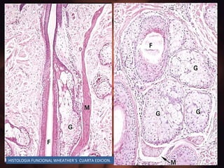 HISTOLOGIA FUNCIONAL WHEATHER`S  CUARTA EDICION. 