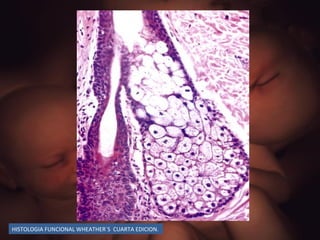 HISTOLOGIA FUNCIONAL WHEATHER`S  CUARTA EDICION. 