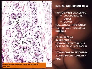 GL. S. MEROCRINA MAYOR PARTE DEL CUERPO EXCP. BORDES DE LABIOS GLANDE LIQ. ACUOSO, HIPOTONICO (Na+, Cl-, urea, metabolitos bajo Pm.) TUBULARES NO RAMIFICADAS PORCION SECRETORA(S): 1 CAPA DE CEL. CUBICA O CILIN. CONDUCTOS EXCRETORES(D): 2 CAPAS DE CELS. CUBICAS + PEQ. HISTOLOGIA FUNCIONAL  WHEATER`S CUARTA EDICION. 