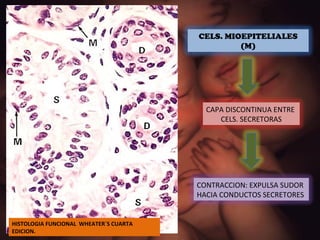 HISTOLOGIA FUNCIONAL  WHEATER`S CUARTA EDICION. CELS. MIOEPITELIALES (M) CAPA DISCONTINUA ENTRE  CELS. SECRETORAS CONTRACCION: EXPULSA SUDOR  HACIA CONDUCTOS SECRETORES 