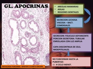 GL. APOCRINAS HISTOLOGIA FUNCIONAL  WHETER`S CUARTA EDICION. AREOLAS MAMARIAS AXILAS REGIONES GENITALES SECRECION LECHOSA VISCOSA – BACT. COMENSALES SECRECION: FOLICULO ADYANCENTE PORCION SECRETORA: TUBULAR ENROLLADA CON LUZ AMPLIA CAPA DISCONTNUA DE CELS. MIOEPITELIALES. NO FUNCIONAN HASTA LA PUBERTAD: ♂ :  H CICLO MENST. ♀ : SIG. BIOLOGICO DESCONOCIDO 