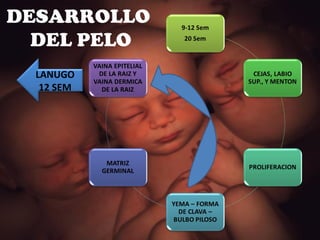 DESARROLLO  DEL PELO LANUGO 12 SEM 