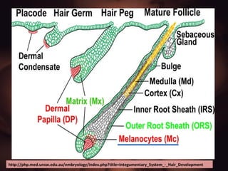 http://php.med.unsw.edu.au/embryology/index.php?title=Integumentary_System_-_Hair_Development 