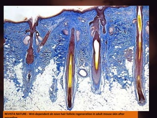 REVISTA NATURE -  Wnt-dependent  de novo  hair follicle regeneration in adult mouse skin after wounding 