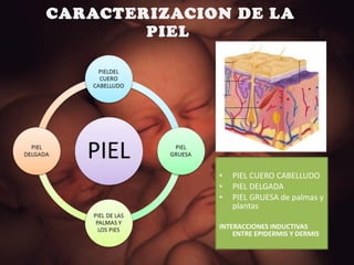 CARACTERIZACION DE LA PIEL  PIEL CUERO CABELLUDO PIEL DELGADA PIEL GRUESA de palmas y plantas INTERACCIONES INDUCTIVAS ENTRE EPIDERMIS Y DERMIS    