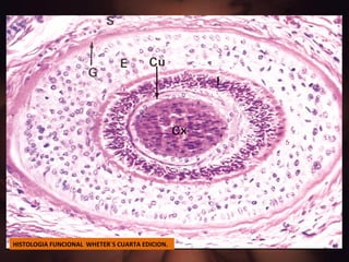 HISTOLOGIA FUNCIONAL  WHETER`S CUARTA EDICION. 