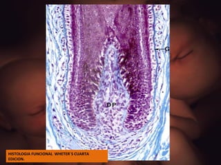 HISTOLOGIA FUNCIONAL  WHETER`S CUARTA EDICION. 