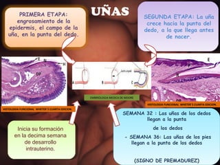 UÑAS SEMANA 32 : Las uñas de los dedos llegan a la punta de los dedos - SEMANA 36: Las uñas de los pies llegan a la punta de los dedos (SIGNO DE PREMADUREZ) PRIMERA ETAPA: engrosamiento de la epidermis, el campo de la uña, en la punta del dedo . SEGUNDA ETAPA: La uña crece hacia la punta del dedo, a la que llega antes de nacer. Inicia su formación en la decima semana de desarrollo intrauterino. EMBRIOLOGIA MEDICA DE MOORE HISTOLOGIA FUNCIONAL  WHETER`S CUARTA EDICION. HISTOLOGIA FUNCIONAL  WHETER`S CUARTA EDICION. 